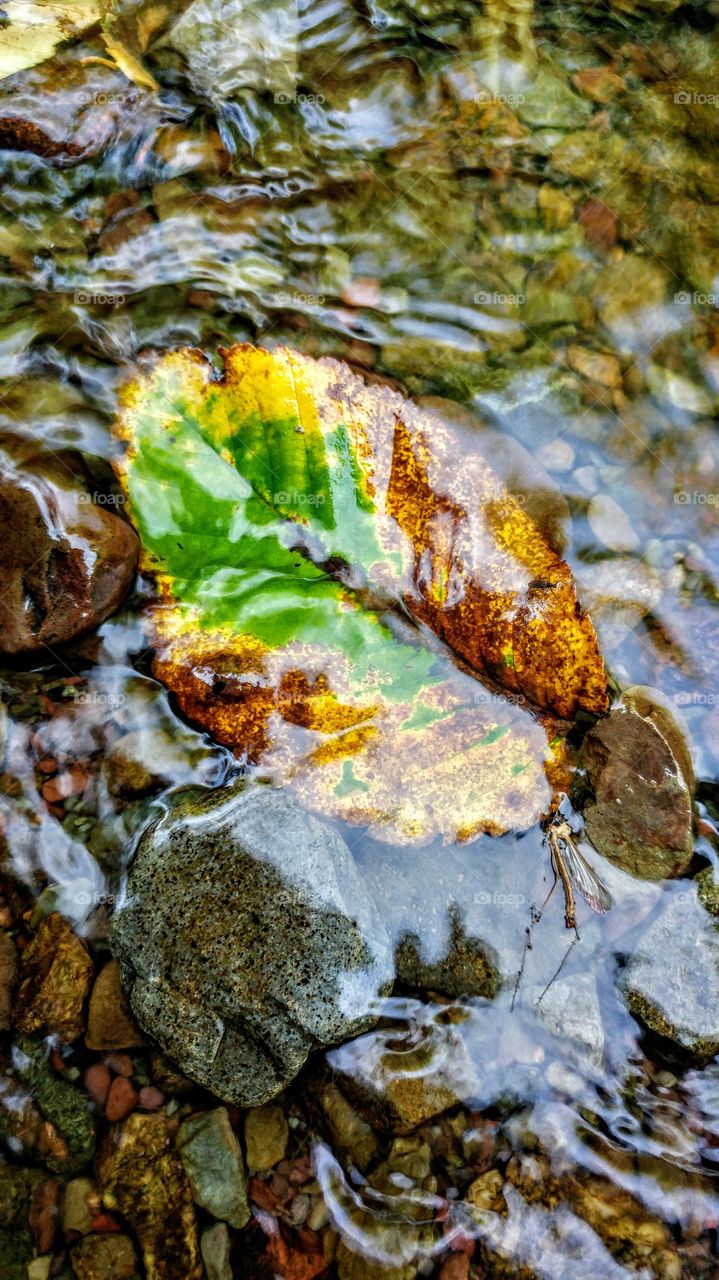 leaf in the water