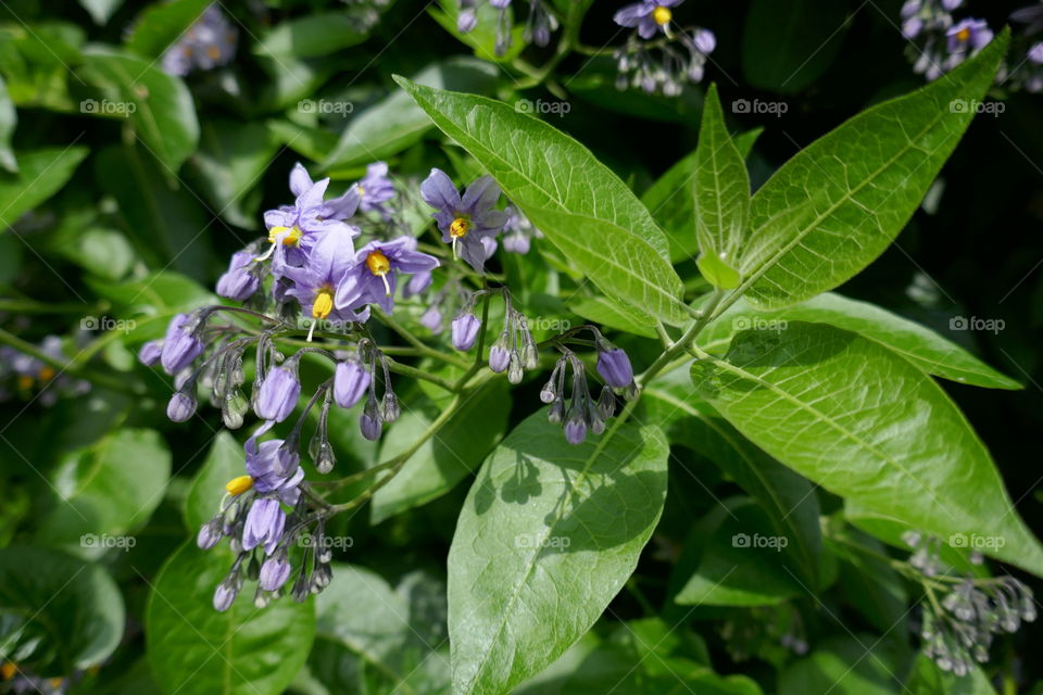 Solanum in bloom 