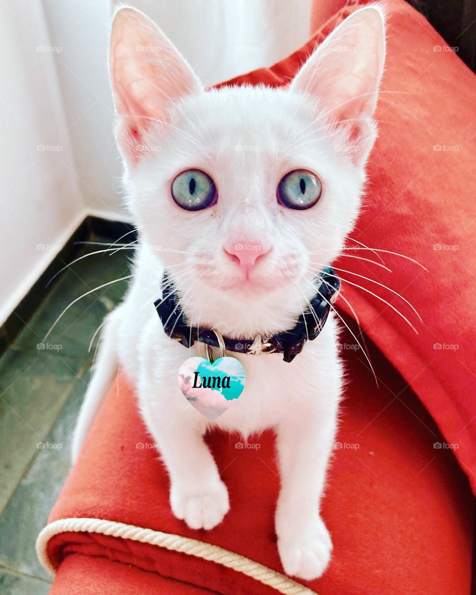 Luna the cat is very funny.  Look at her eyes!  By the way, she has a sharp fingernail… / A gatinha Luna é muito engraçada. Repare nos olhos dela! Aliás, ela tem uma unha afiada…