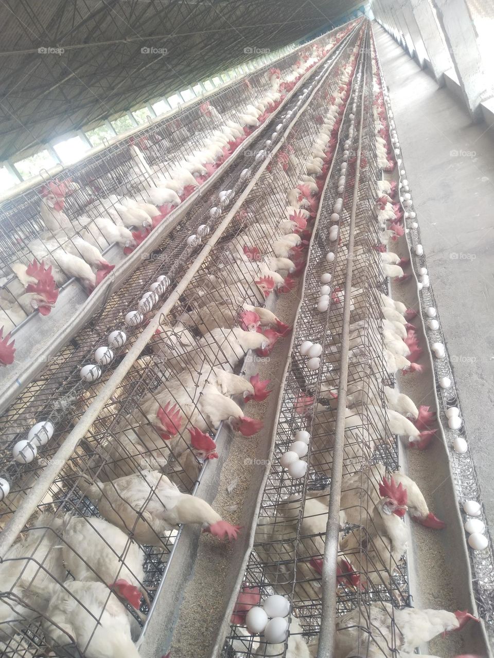 poultry layer farm