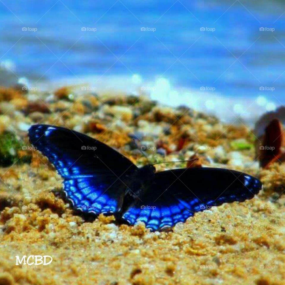 limenitis arthemis butterfly