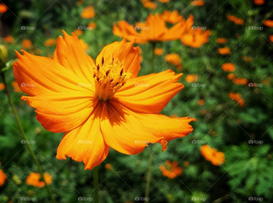 Cosmos sulphureus is also known as sulfur cosmos and yellow cosmos. It is native to Mexico, Central America, and northern South America, and naturalized in other parts of North and South America as well as in Europe, Asia, and Australia