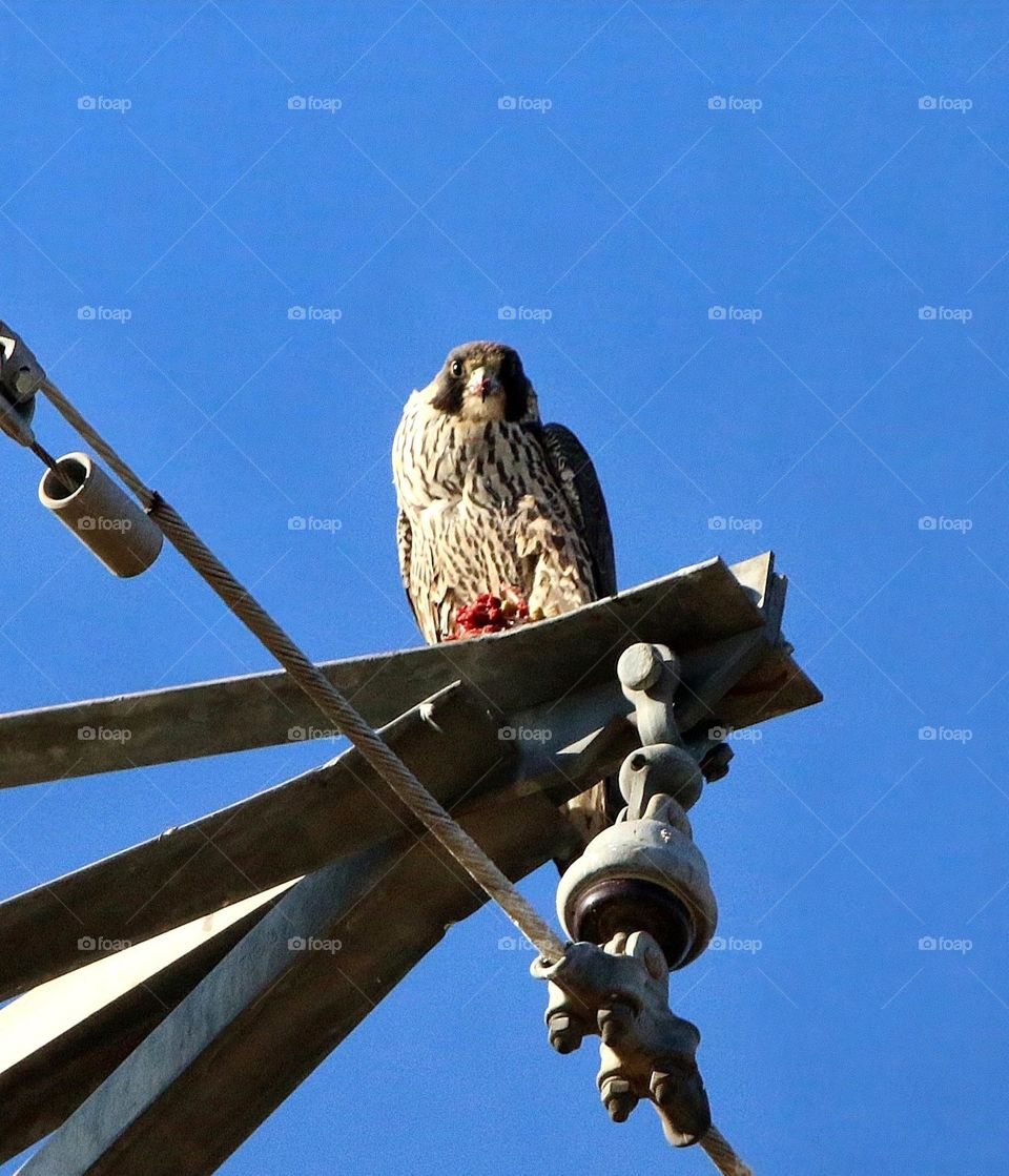 Peregrine Falcon with Prey on High Tower