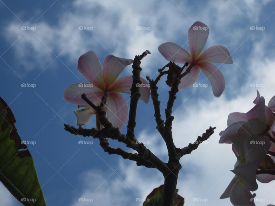 sky flower magnolia by Tuvezz