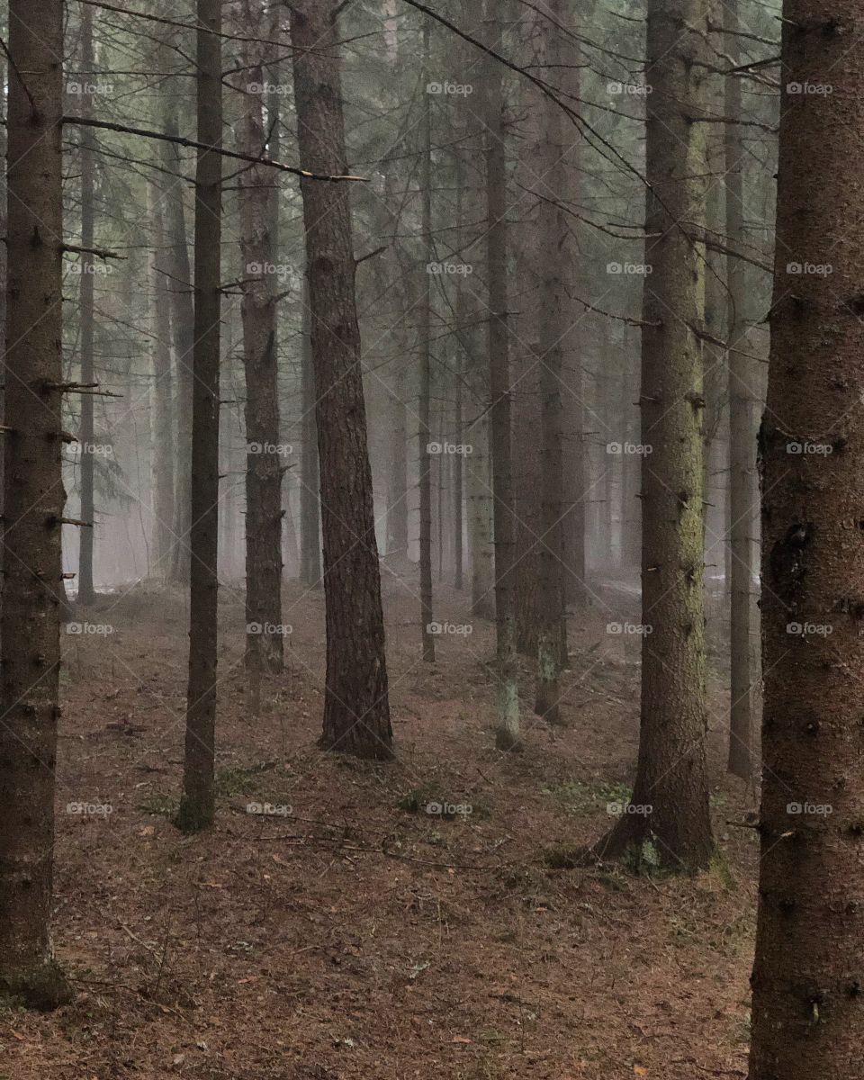 Forest. Fog