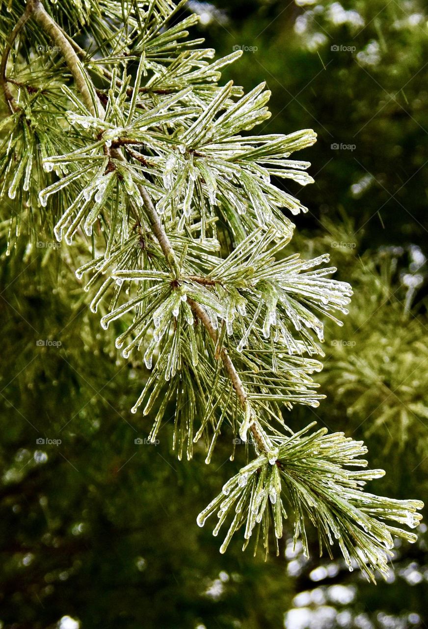 Frosty icy covering on pine tree