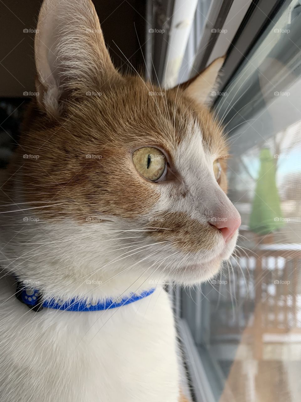 All kitties are my favorite, but a few special ones have stolen my heart. Look at this handsome boy watch birds in the garden.