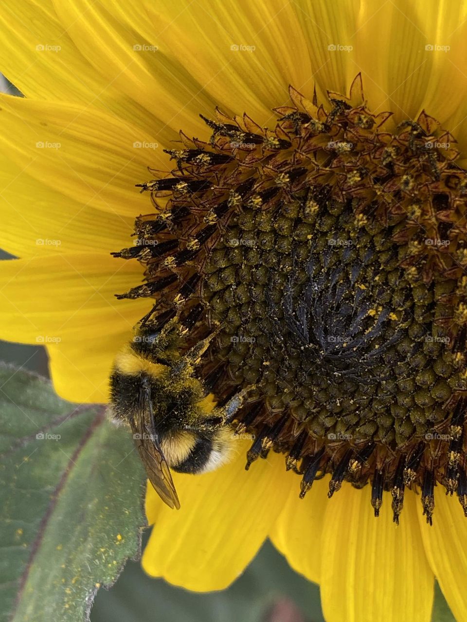 Bumblebee on sunflower