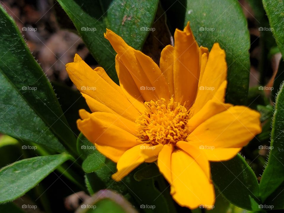 Close up of small golden yellow color flower