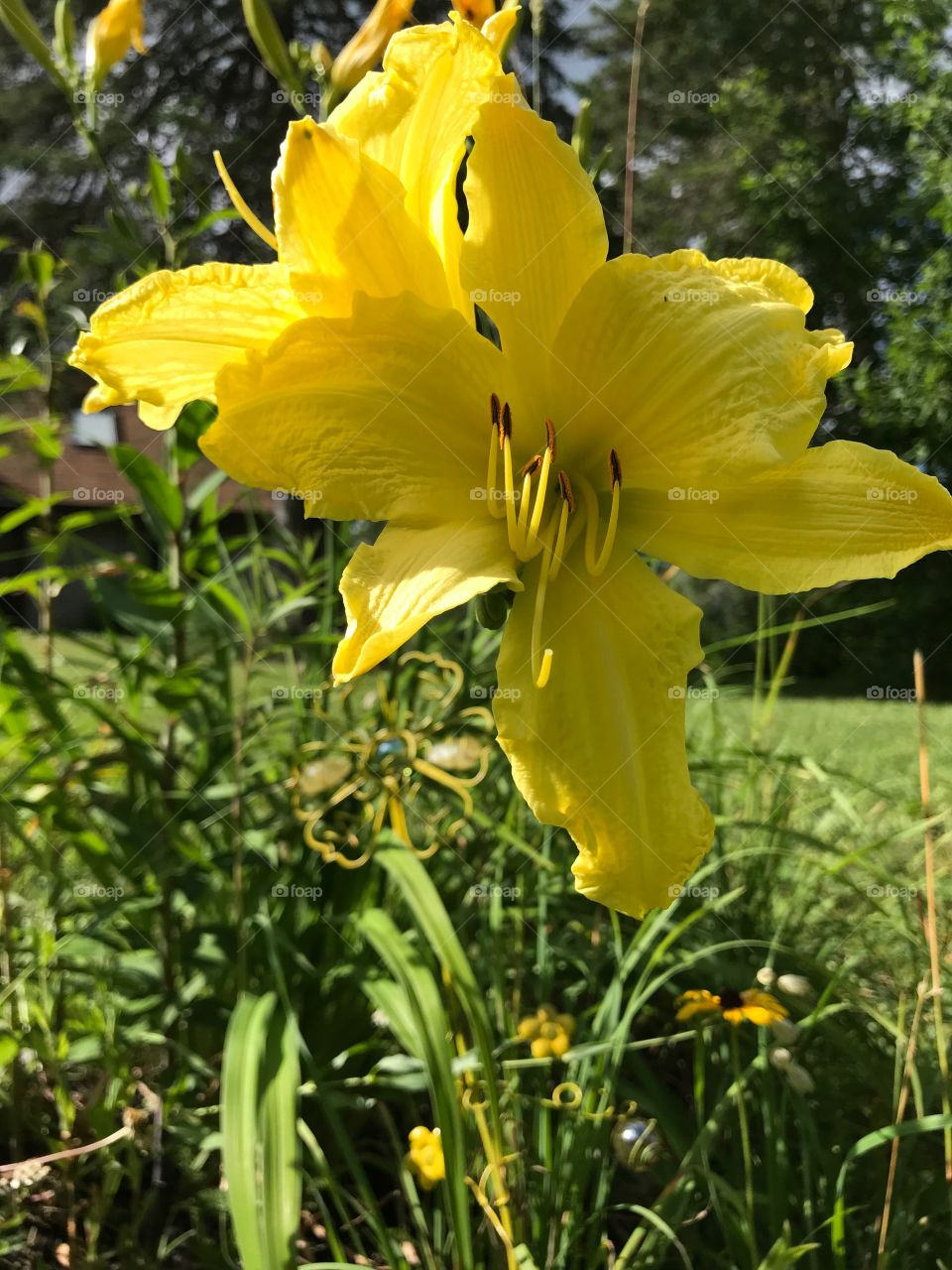  Beautiful yellow lilies 