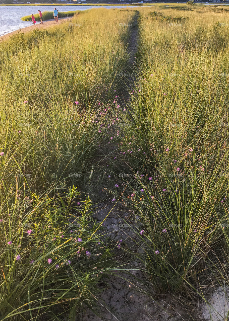 A small trail through the marsh grass to the beach beyond.  Sunset lit up the area with a certain glow. 