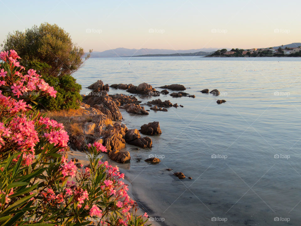 Sardinia sunset with flowers 