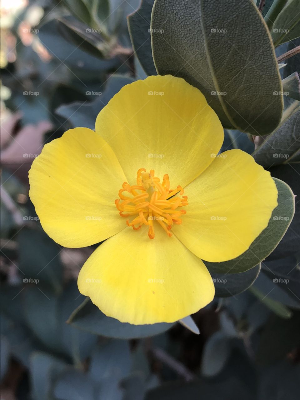 Perfect yellow poppy bush