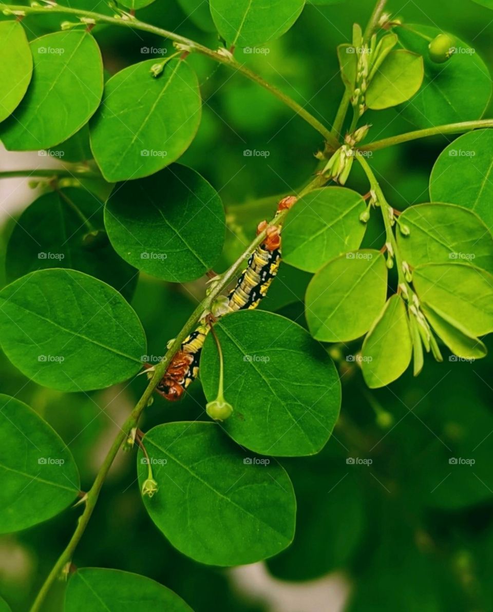 This image shows a vibrant close-up of a caterpillar on a green leafy branch.