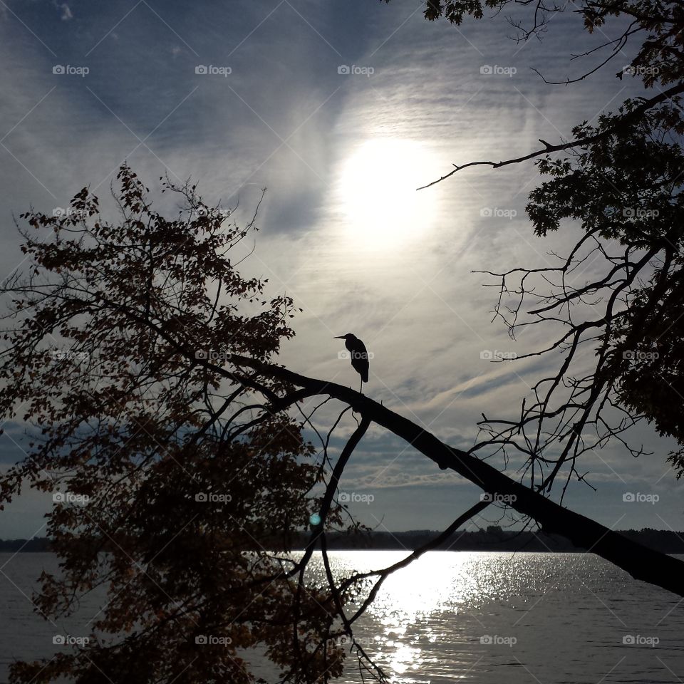 lake Mitchell Cadillac mi. Morning walk saw this heron