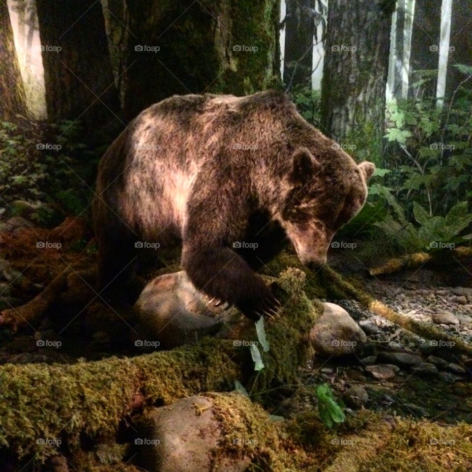 Bear in a museum 