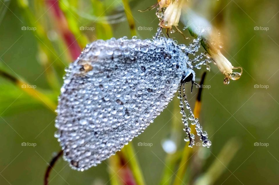 An Eastern Tailed-blue clings you a bloom patiently waiting for the warmth of the day. The dew droplets offer the appearance of this tiny butterfly encrusted with diamonds. Raleigh, North Carolina. 