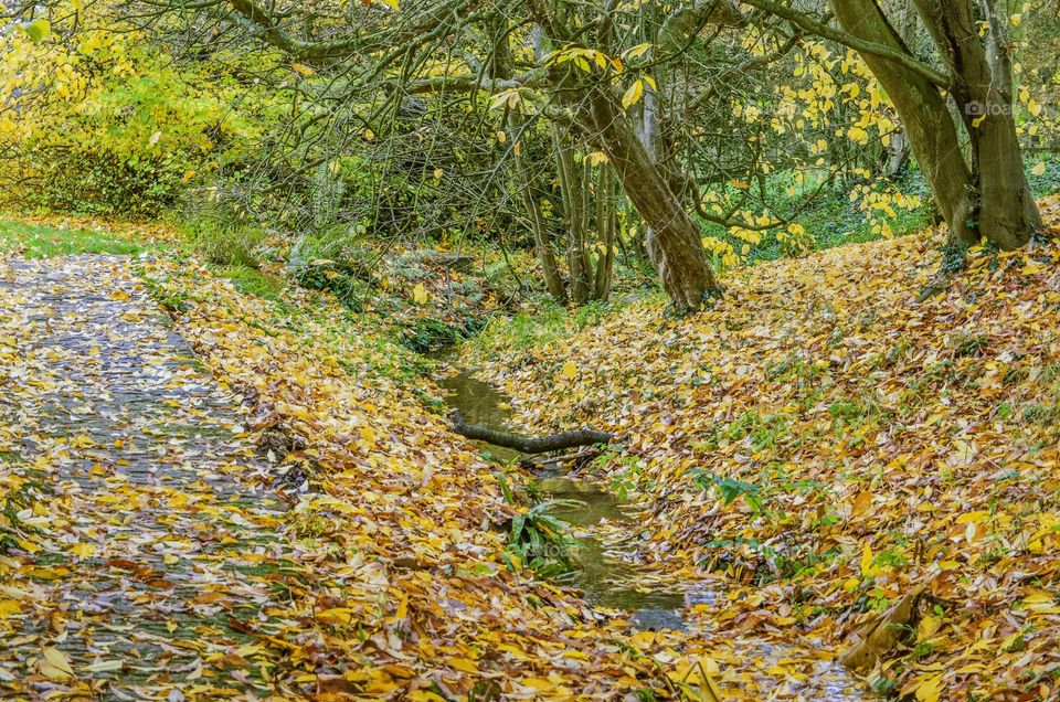 Path. Autumn 