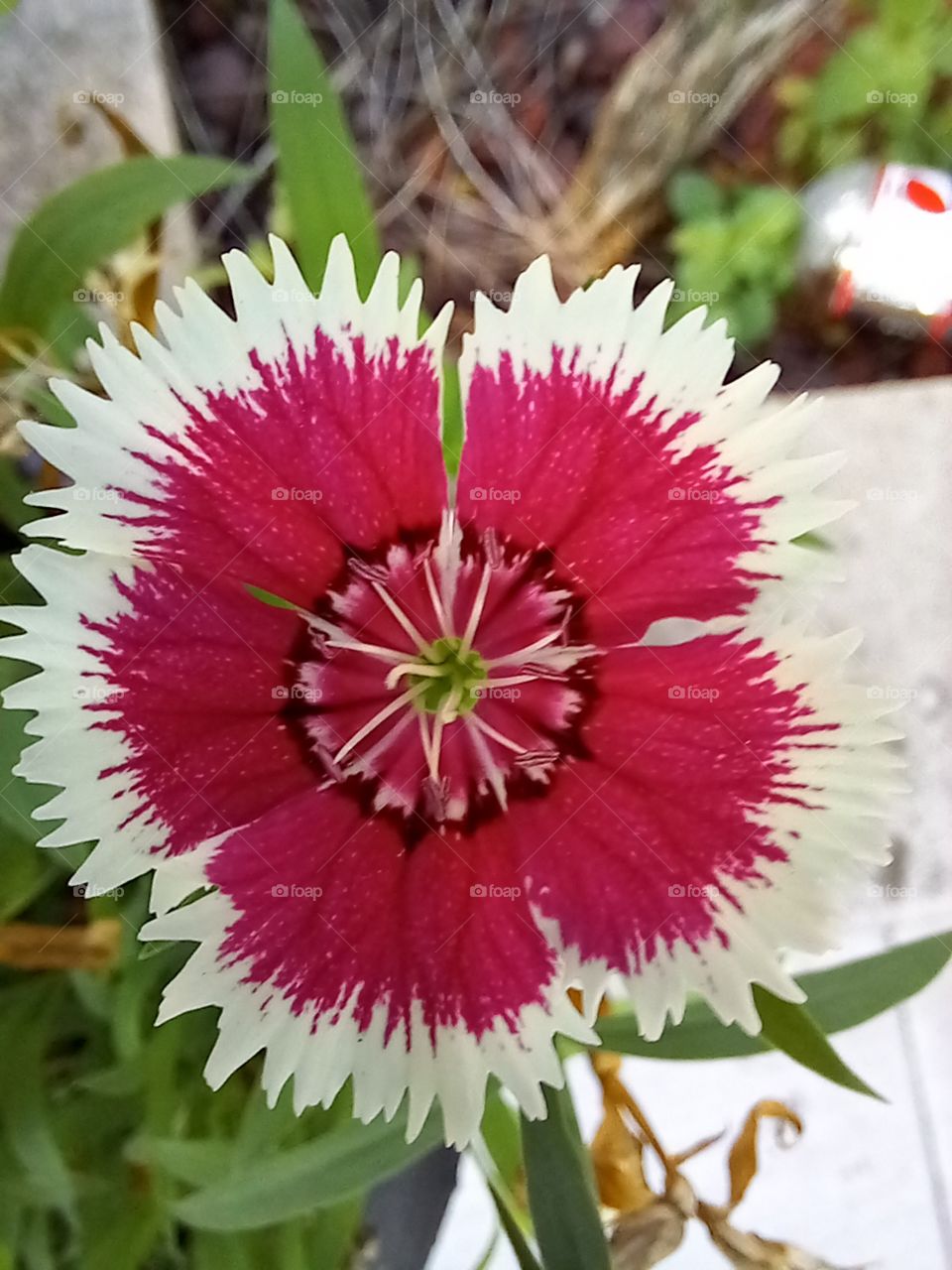 beautiful red, white and green blossom. planter flowers are so much fun!