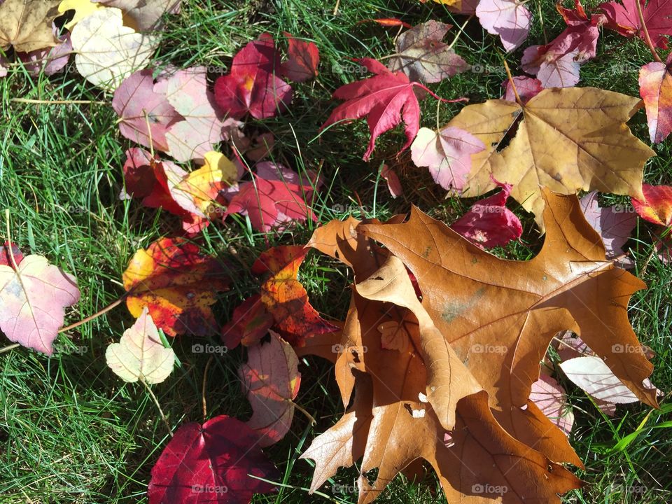 Close up of autumn leaves