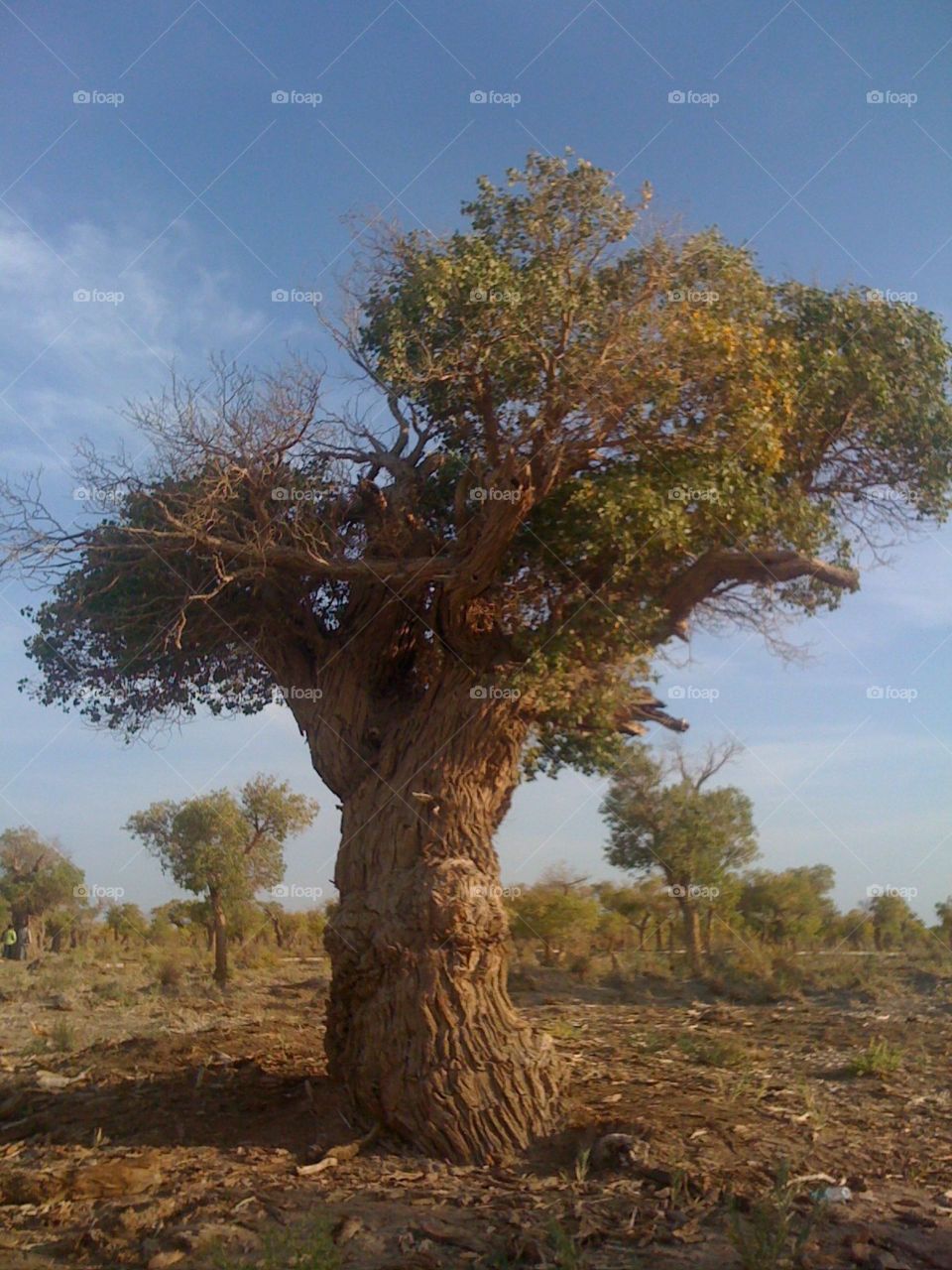 Poplar tree,very old trees 