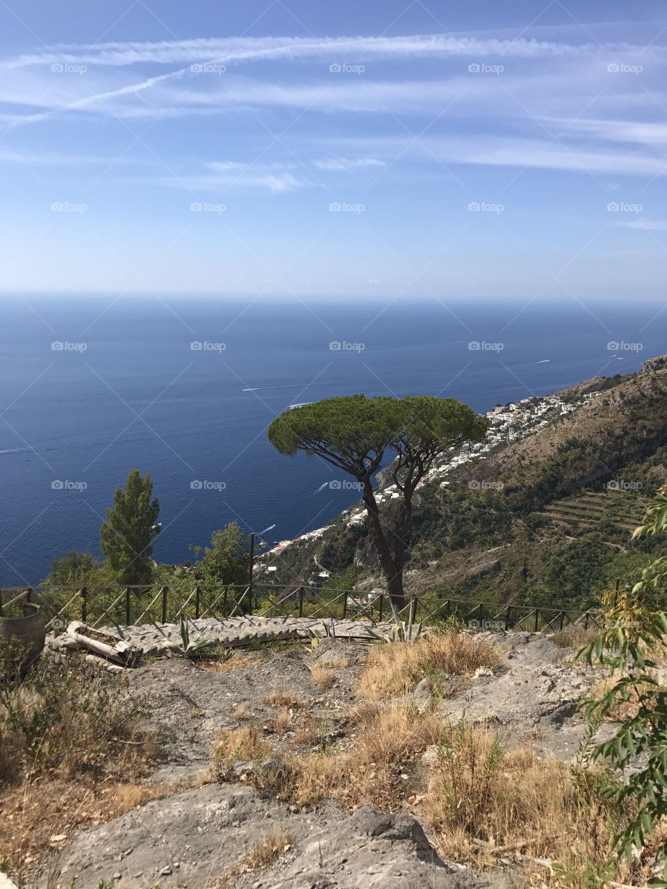 Tree on the Amalfi coast stunning