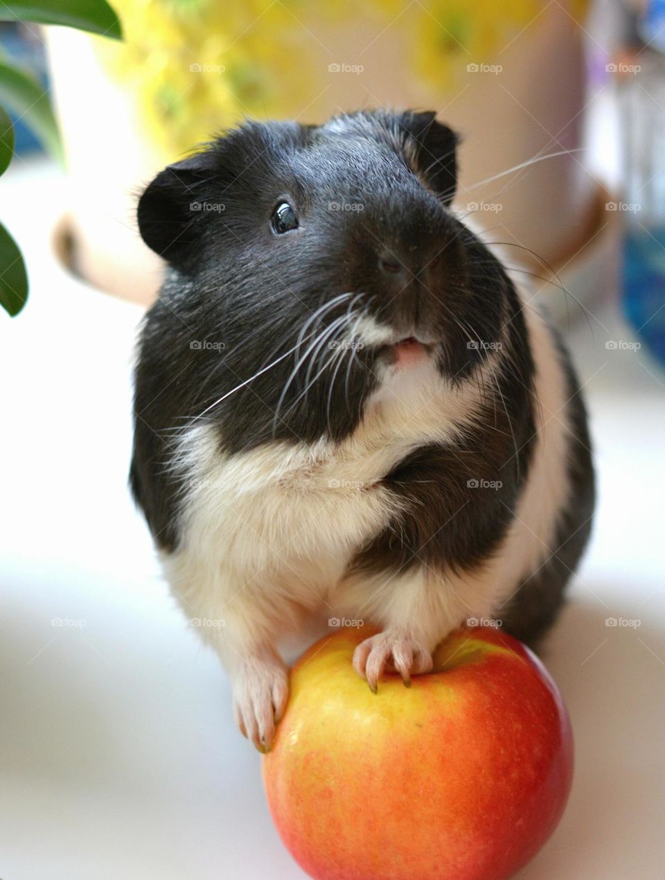 emotions surprise guinea pig beautiful funny portrait