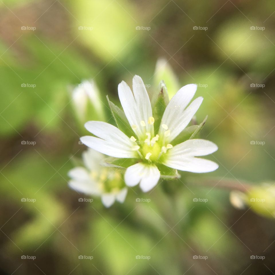 White tiny wildflower 