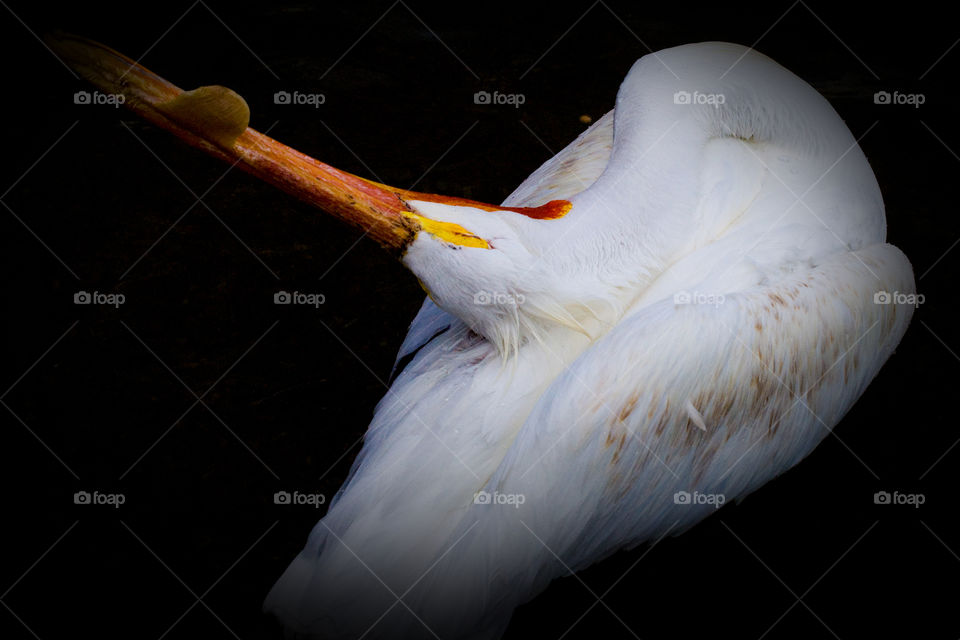 A pelican bathing in the dark water