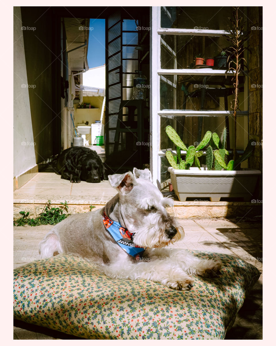 old dogs taking a Sun bath. A Schnauzer and a Black Labrator 
. there is a sense of comfort, warmth, with cacti in the background.