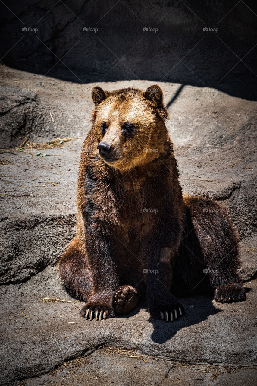 A friendly bear at the Cleveland Zoo 