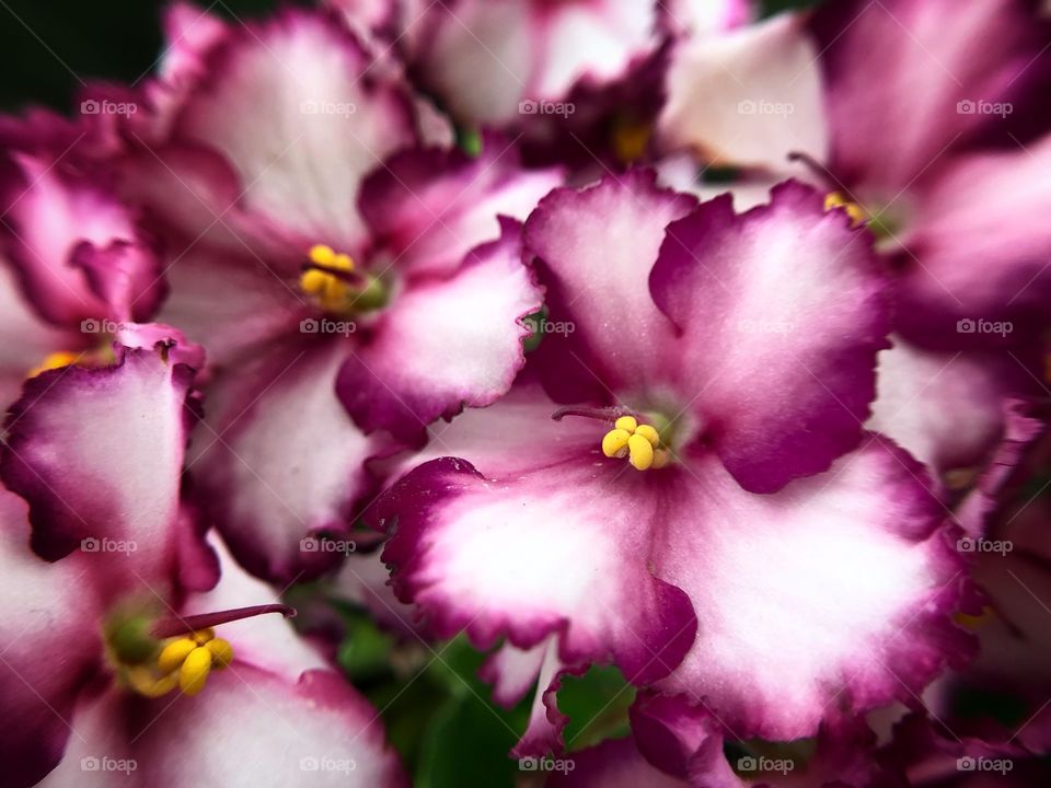 Violets... a small flower, which colors vary from violet, to tiptoe to white, and that represents modesty. A beautiful and cute flower...