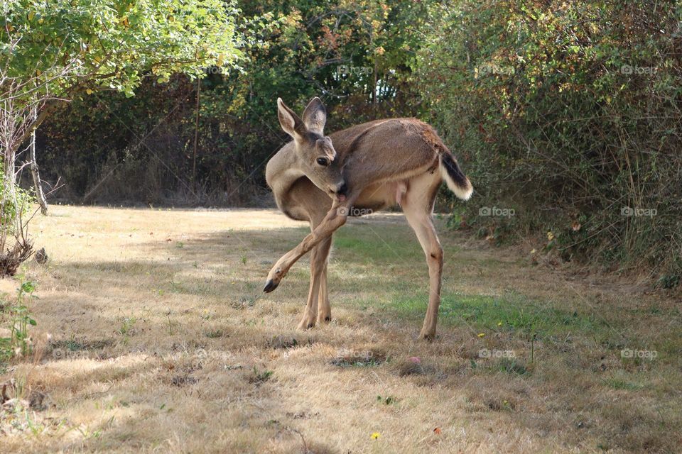 Deer preening