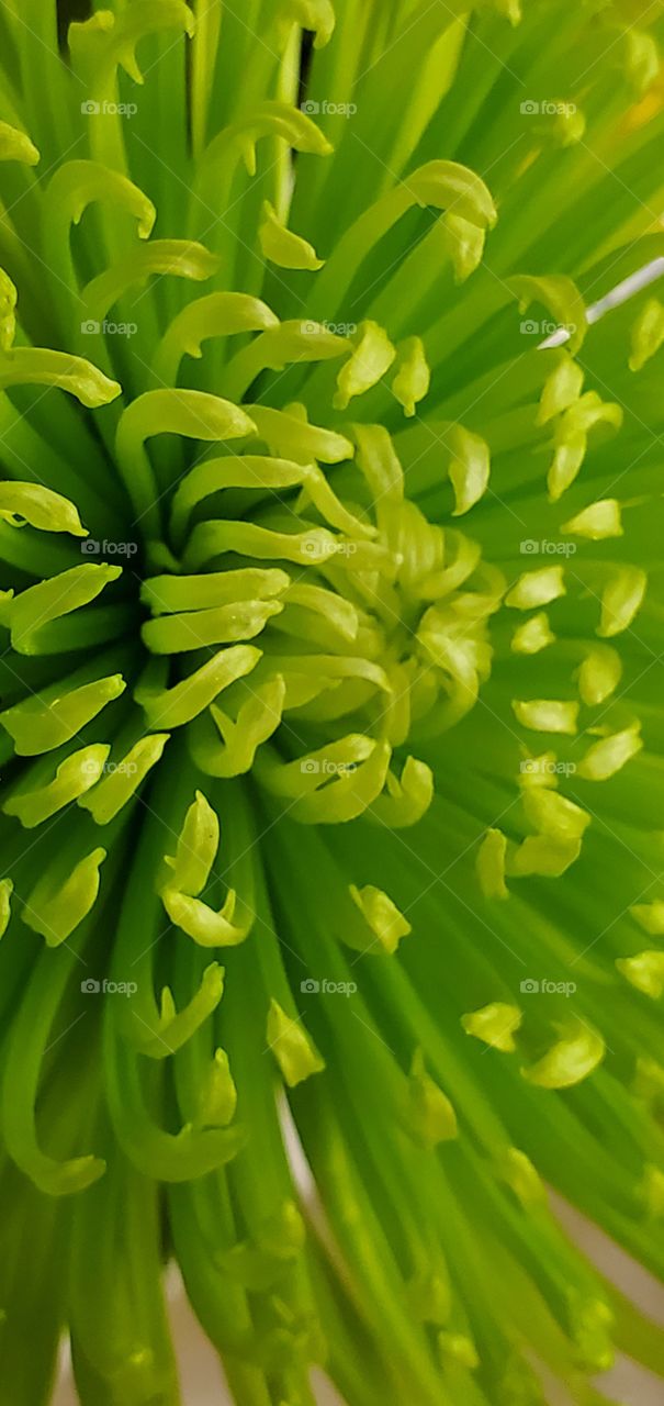 Up close flower