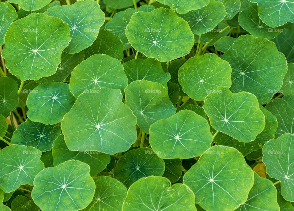 Many green nasturtium leaves