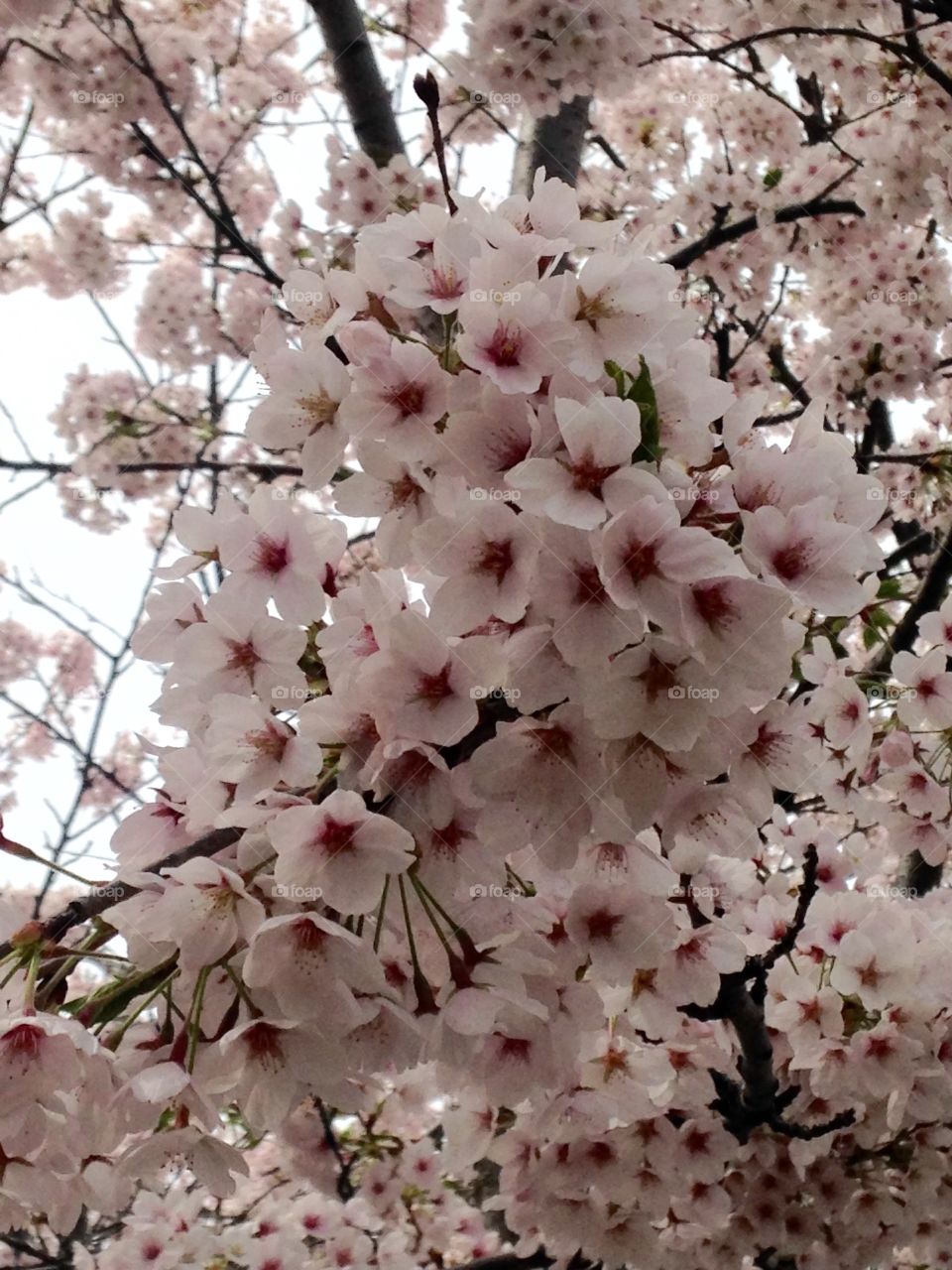 Close up cherry blossom 