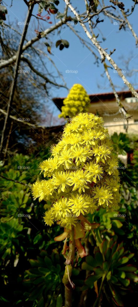 Outdoor flowers