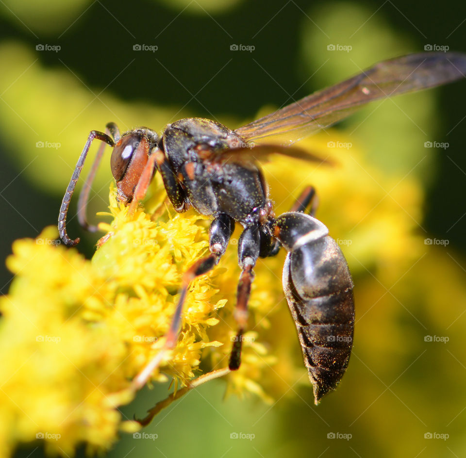 Wasp on goldenrod 