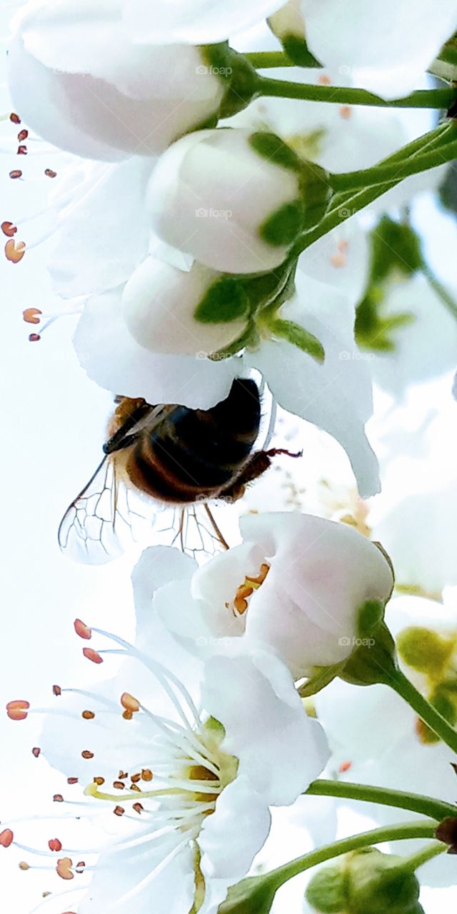 the back side of the bee with the cherry flowers