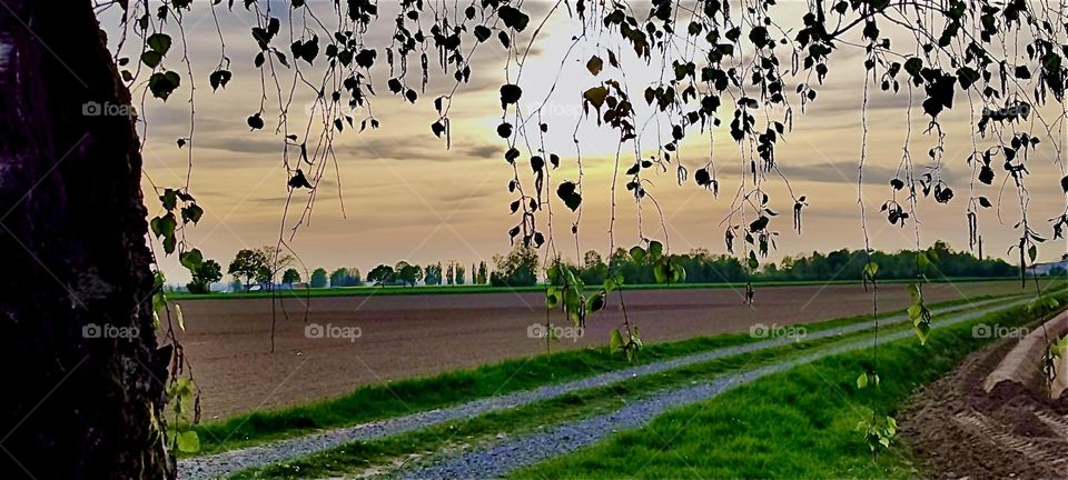 These beautiful overhanging leaves above the fields and the agricultural landscape of rural “Bavaria”, Germany that stretches seemingly endlessly give this image an even more appealing allure. 2024. Hypnotic Productions