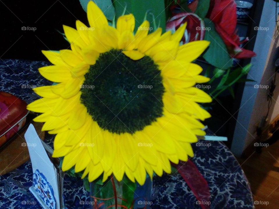 No Person, Flower, Nature, Leaf, Sunflower