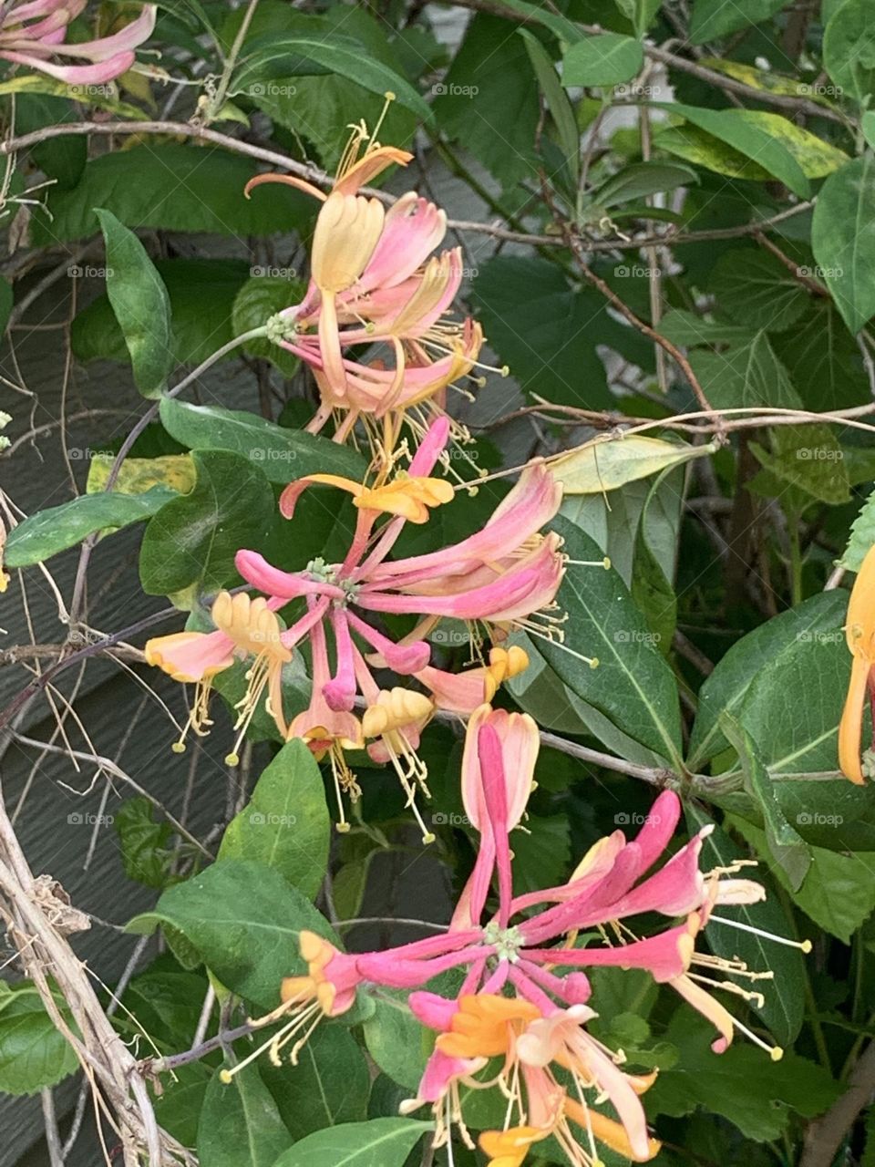 Honeysuckle burst 