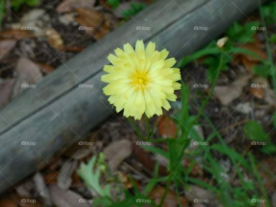 beautiful yellow butter cup