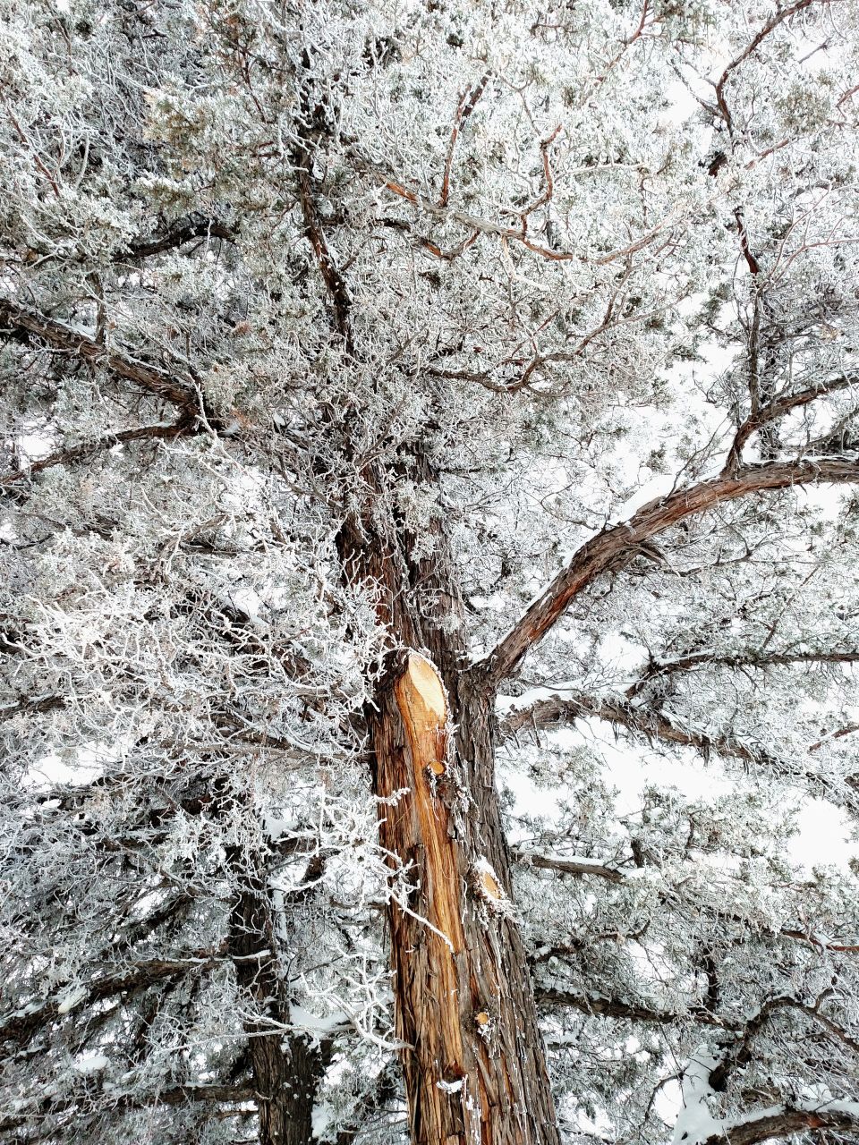 Juniper Tree in Winter Ice Snowstorm