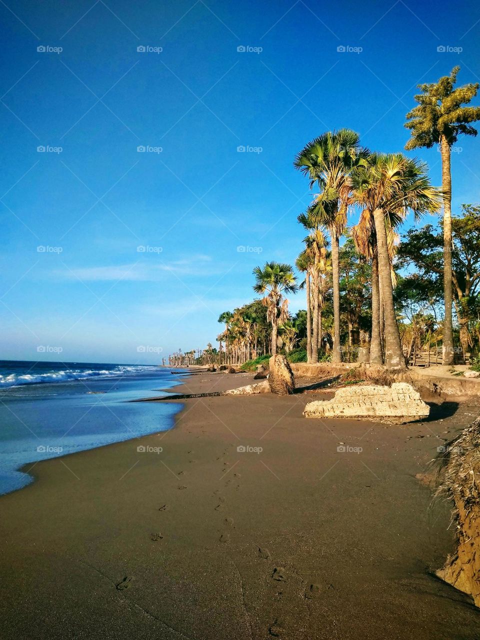 Palm trees by the sea at golden hour