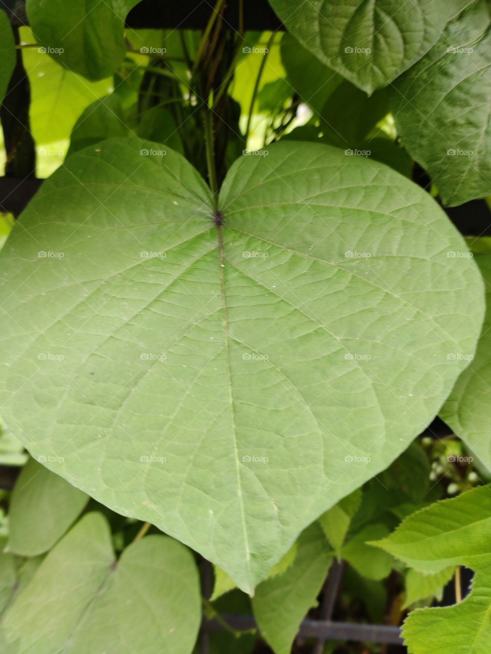 Bright Green Leaf in the process of photosynthesis produces oxygen. Oxygen required for all living beings to survive.