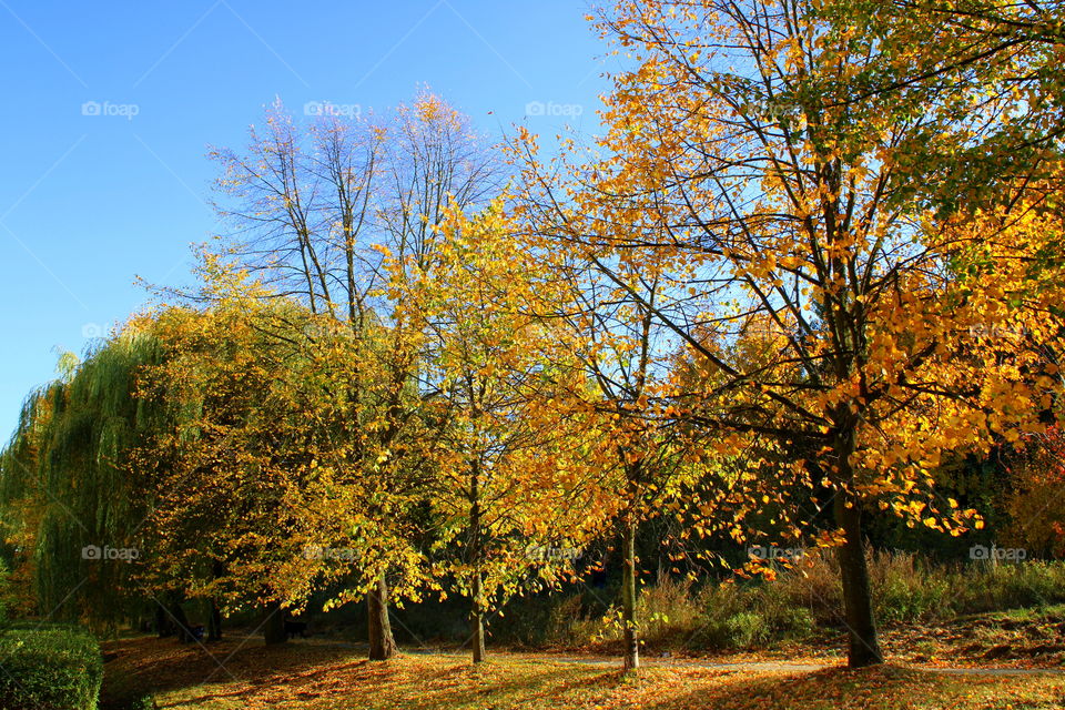 Beautiful golden autumn. Trees with gold leaves on sunny day.