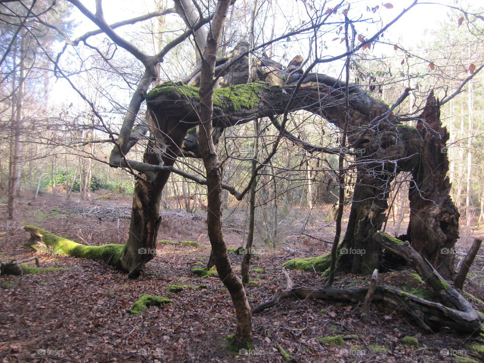 Bent Tree Growth