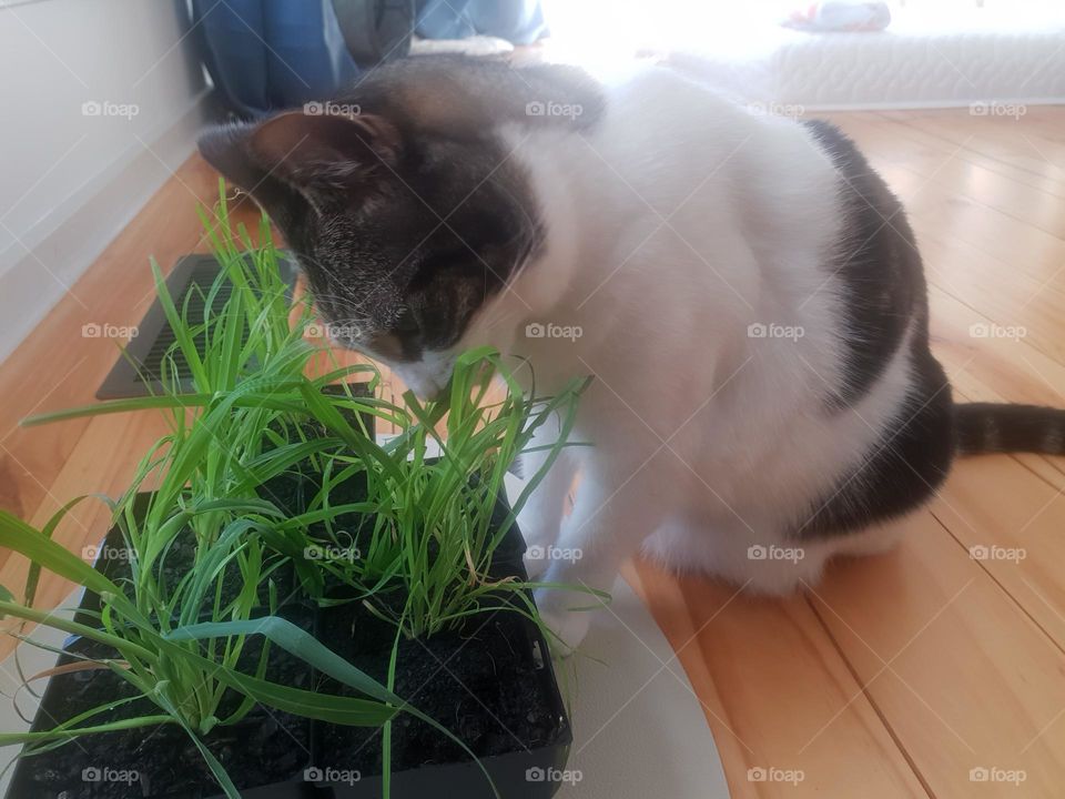 cat eat grass