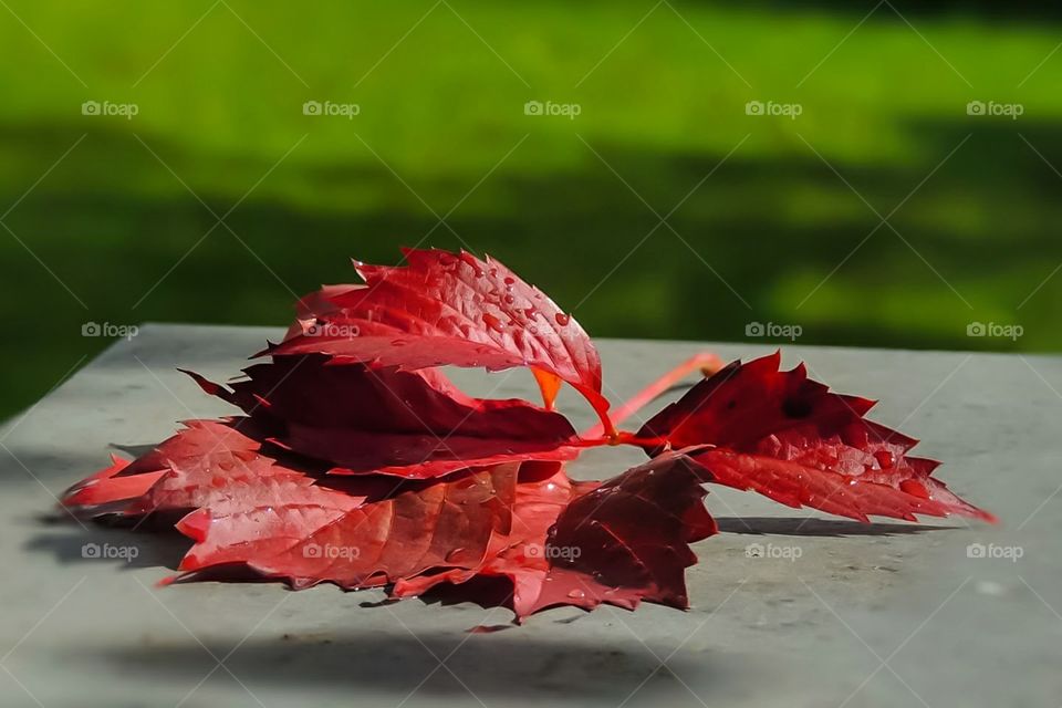 autumn